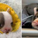 Tiny Puppy With A Cleft Palate Who Sent To Be Euthanasia, Screams Loudly To Be Let Out