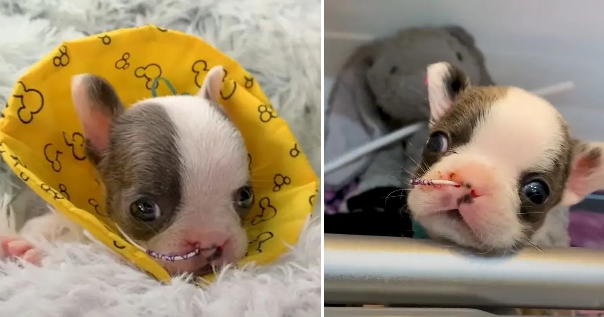 Tiny Puppy With A Cleft Palate Who Sent To Be Euthanasia, Screams Loudly To Be Let Out