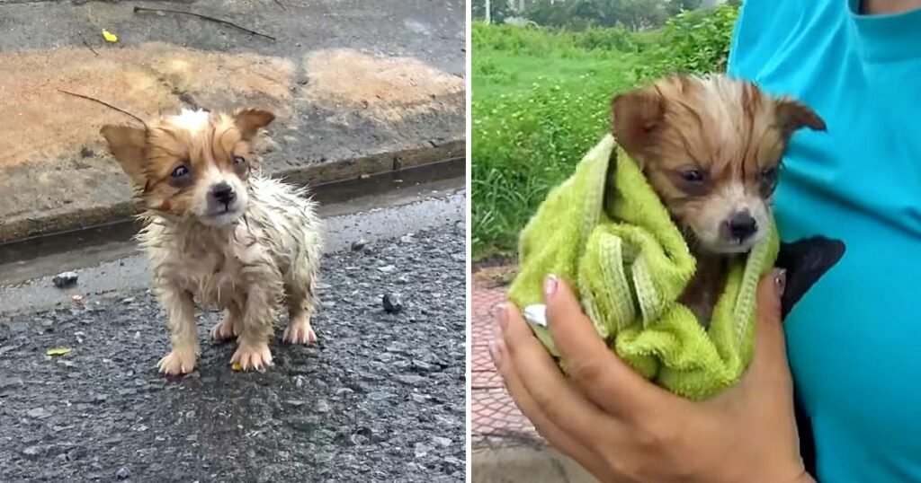 Tiny Puppy Lost Its Mother In The Rain, Cold, Shrinking for Protect Herself, No one Helps Him