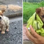 Tiny Puppy Lost Its Mother In The Rain, Cold, Shrinking for Protect Herself, No one Helps Him