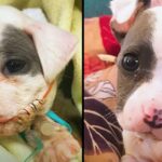 Tiny Puppy Rescued From A Construction Site Grows Up To Be So Handsome