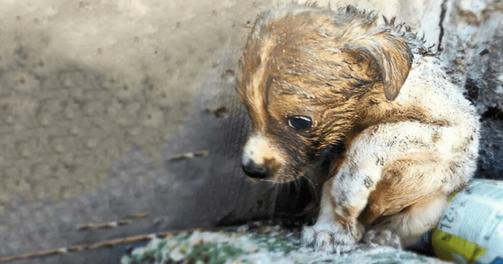 Tiny Puppy Rescued From Dumpster Has Just Begun His Fight To Survive