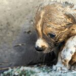 Tiny Puppy Rescued From Dumpster Has Just Begun His Fight To Survive