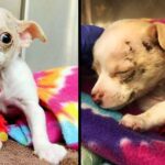 Tiny stray Chihuahua puppy falls from the sky and fights to survive