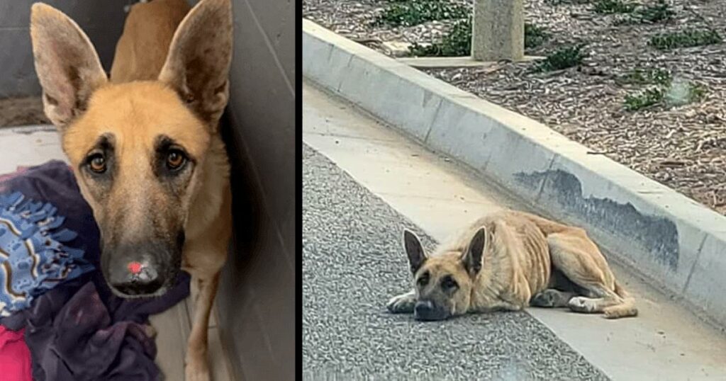 Tossed away like trash while suffering, help came her way before it was too late