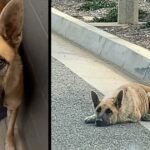 Tossed away like trash while suffering, help came her way before it was too late