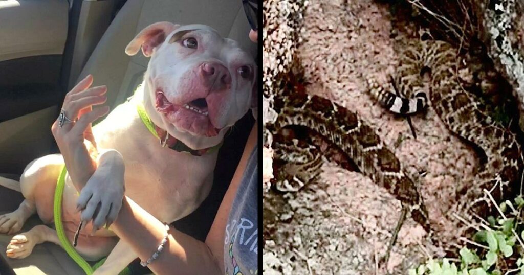 Touching Love Bond! Hero Pit Bull Saves Foster Mom From Rattlesnake