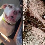 Touching Love Bond! Hero Pit Bull Saves Foster Mom From Rattlesnake