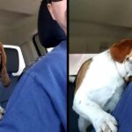 Touching Moment: Man saves beagle from euthanasia at shelter, thanks him with a hug