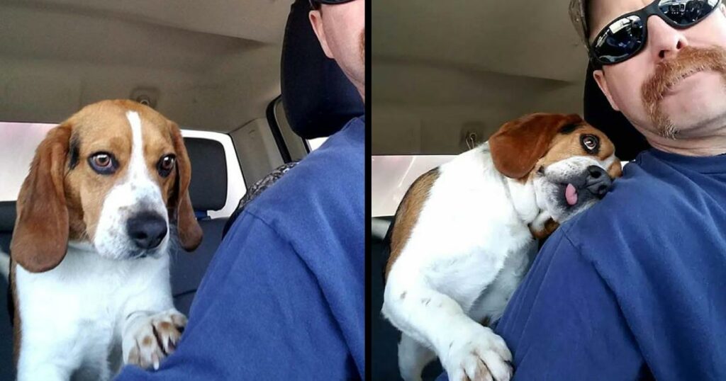 Poignant Moment: Man Saves Beagle From Dеath Rоw In The Last Moment, Thanks Him With A Sweet Hug
