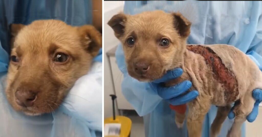 Rescue Poor Puppy With Huge wound on his body in very critical condition