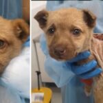 Rescue Poor Puppy With Huge wound on his body in very critical condition