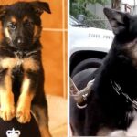 Trainer Saves Puppy Two Hrs Before Being Put Down, The Dog Saves Her Son 7 Yrs Later