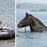 Truth Behind Photo of Horse Apparently Coming to the Rescue of Drowning Blind Dog