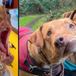 Two adorable dogs with severe facial deformities become inseparable best friends