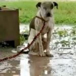 Chained Dog That’s Slighted By Owner And Couldn’t Lie Down, Only Wants One Thing