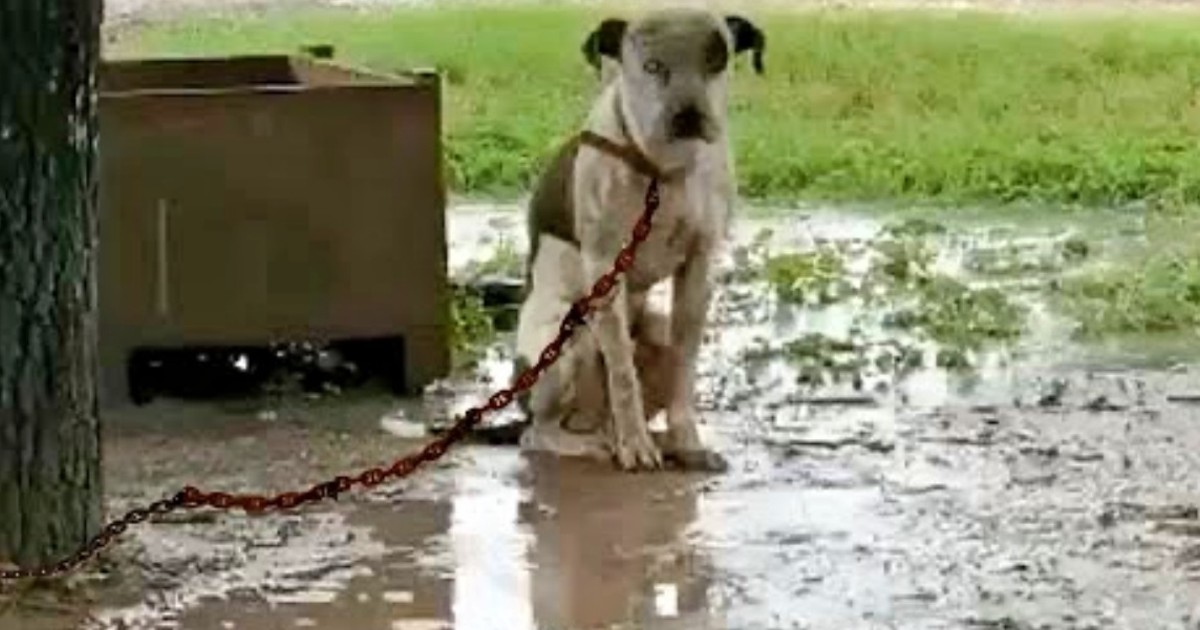 Chained Dog That’s Slighted By Owner And Couldn’t Lie Down, Only Wants One Thing