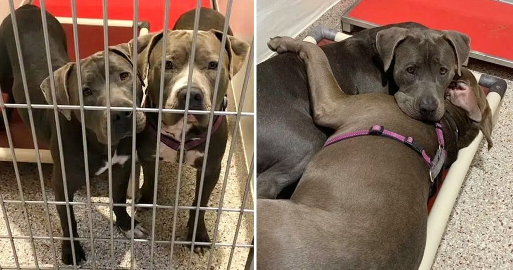Two Pit Bulls No-One Wanted Cling Together For Comfort In Shelter And Find A Forever For Both Of Them