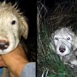 Two puppies were abadoned on the side of the busy road at night in the heavy rain!