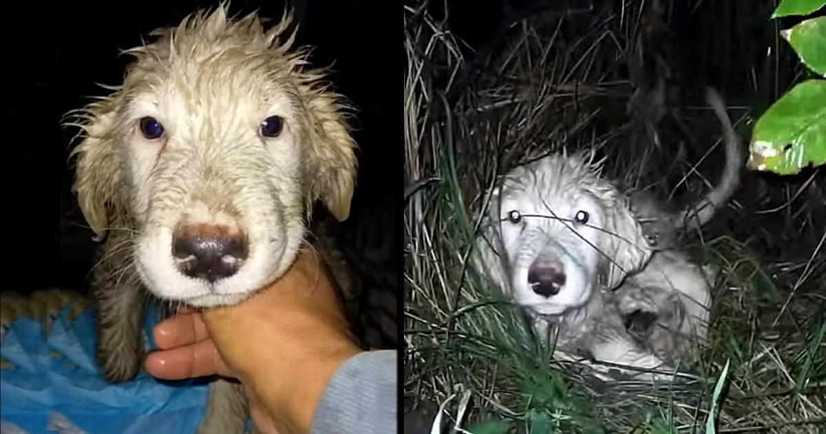 Two puppies were abadoned on the side of the busy road at night in the heavy rain!