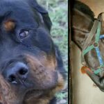 Two Rottweilers Saves Family Horses From Gang of Men in Middle of The Night.