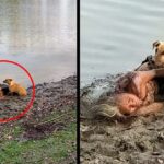 Two Stray dogs Were Seen to Protect The Blind Old Woman Lying In The Muddy Bank Of The River