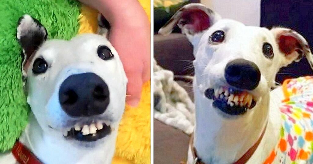 “Ugly” Dog With “Human Teeth” Kept Getting Rejected, But One Woman Fell In Love