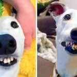 “Ugly” Dog With “Human Teeth” Kept Getting Rejected, But One Woman Fell In Love