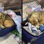 Ukraine Dog Who Didn’t Trust Anyone Snuggles In Vet’ꜱ Suitcase Begging Her To Stay