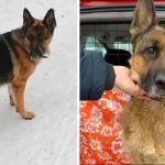 Abandoned Dog Waited For Her Owner At The Station For Months Until Exhausted