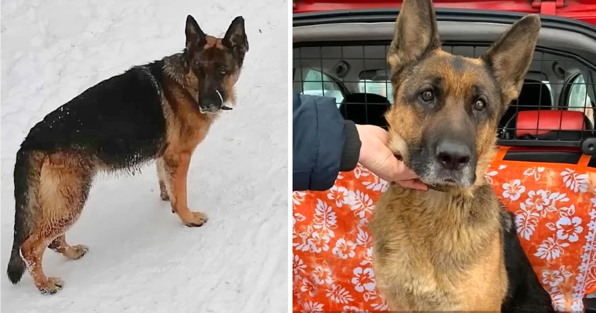 Abandoned Dog Waited For Her Owner At The Station For Months Until Exhausted