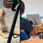 University students adopt rescued puppy, he is the best classmate