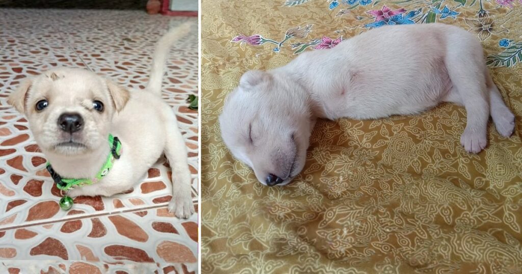 Pup With Deformity Left By Mom Wiggles Into Man’s Heart