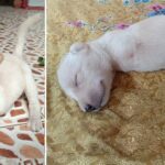 Pup With Deformity Left By Mom Wiggles Into Man’s Heart