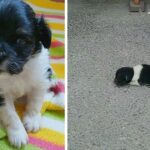 Newborn Puppy Was Dumped on The Street, Crying – Still Finds It In Himself To Trust Humans