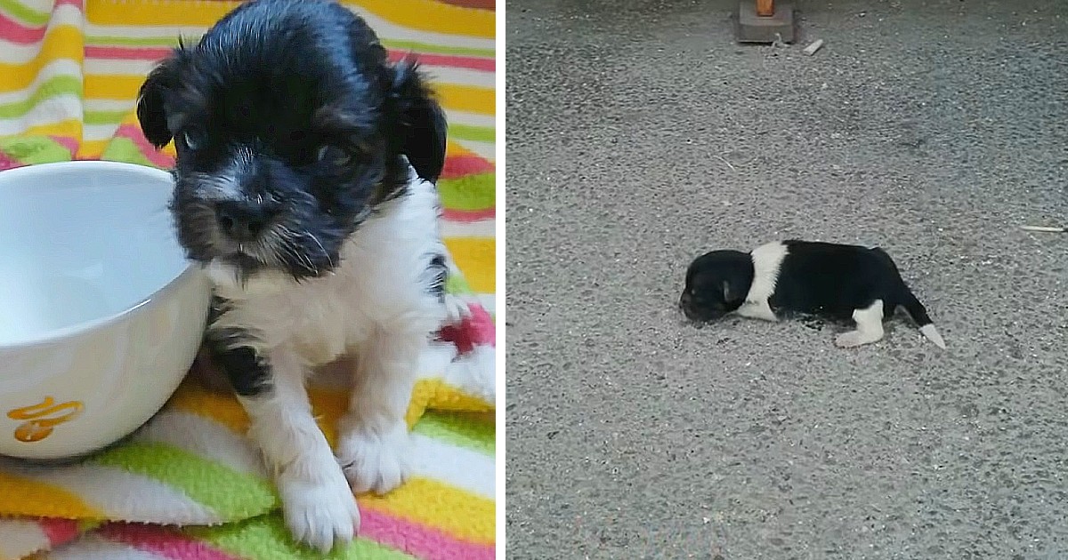 Newborn Puppy Was Dumped on The Street, Crying – Still Finds It In Himself To Trust Humans