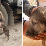 Pittie Little Puppy Dumped In A Parking, He Cried a Lot When Rescued