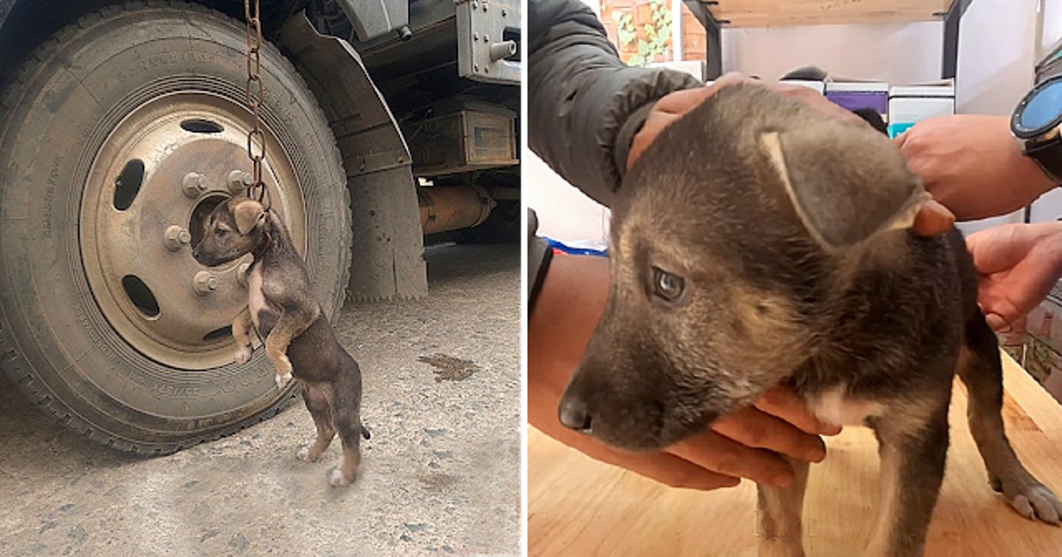 Pittie Little Puppy Dumped In A Parking, He Cried a Lot When Rescued