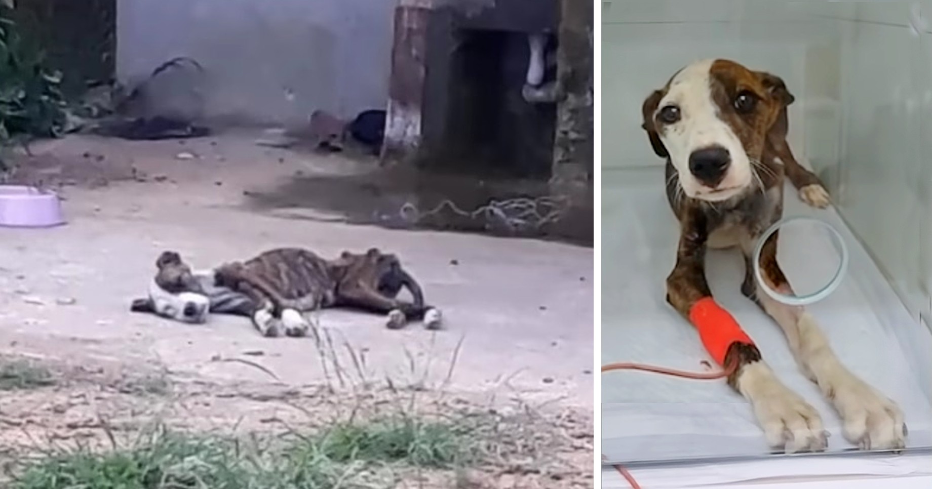 She Decided To Give Up After More Than A Month Of Crying For Help At The Abandoned House