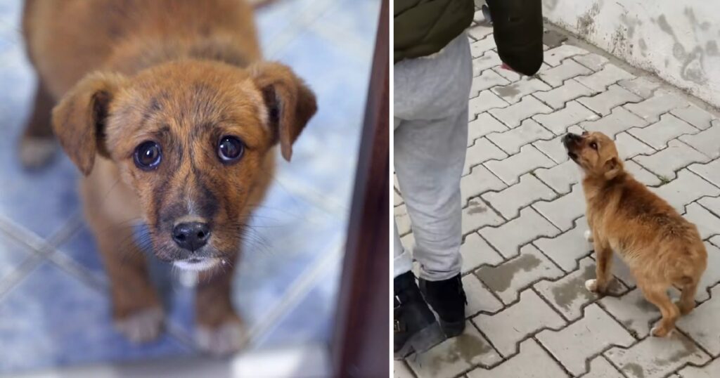 Couple Shelters Abandoned Puppy After He Followed Them Home