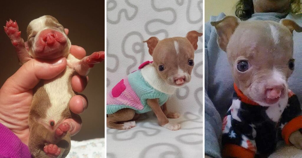 Tiniest Pit Bull Who Was Born Different Is Determined To Grow Up Strong Miracle Story