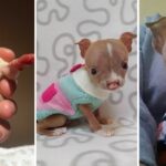 Tiniest Pit Bull Who Was Born Different Is Determined To Grow Up Strong Miracle Story