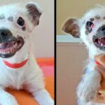 Unusual Looking Puppy Adopted By Family Didn’t Care About Her Scars