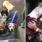 A UPS driver has a heartwarming connection with all the dogs on his delivery route