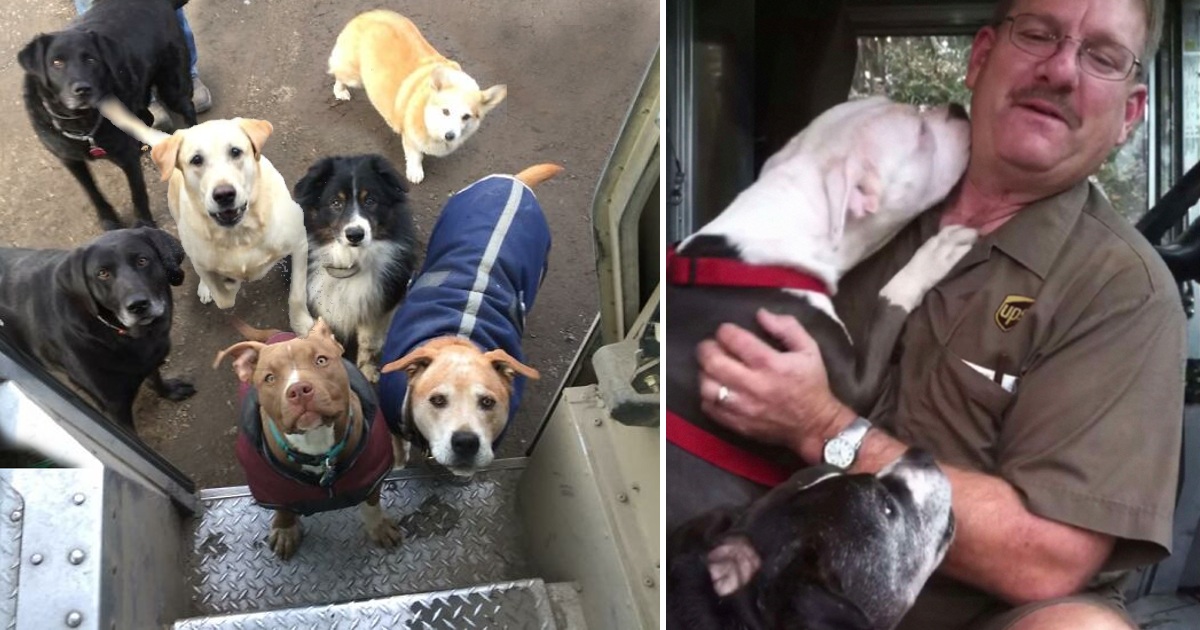 A UPS driver has a heartwarming connection with all the dogs on his delivery route