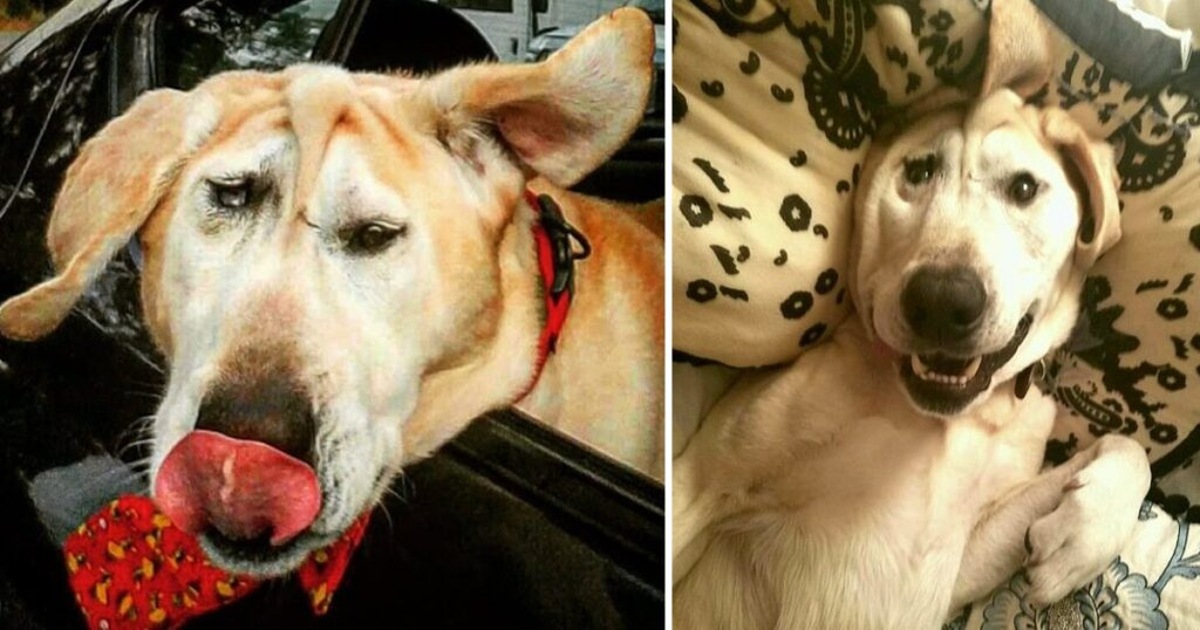 Repeatedly abandoned due to its disfigurement, a dog finally finds hope when a woman recognizes and appreciates its true beauty