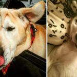 Disfigured Dog Is Given Up On Time And Time Again, Until One Woman Sees All His Beauty