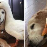 Barclay The Golden Retriever Befriended A Duck And They Are Inseparable Besties.