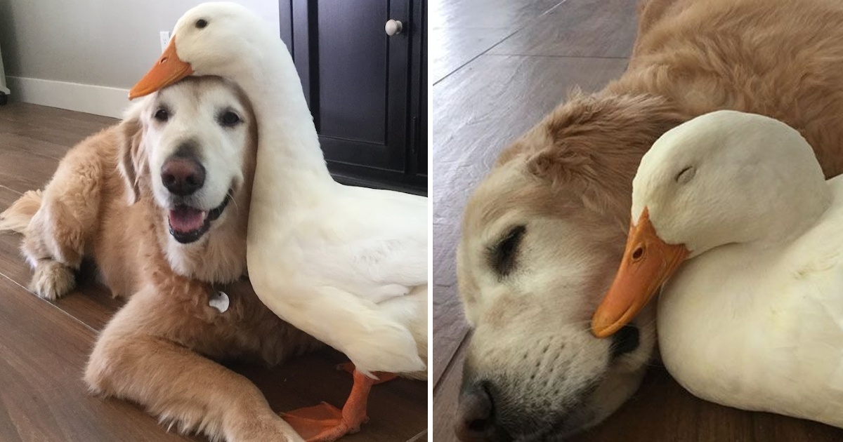 Barclay The Golden Retriever Befriended A Duck And They Are Inseparable Besties.