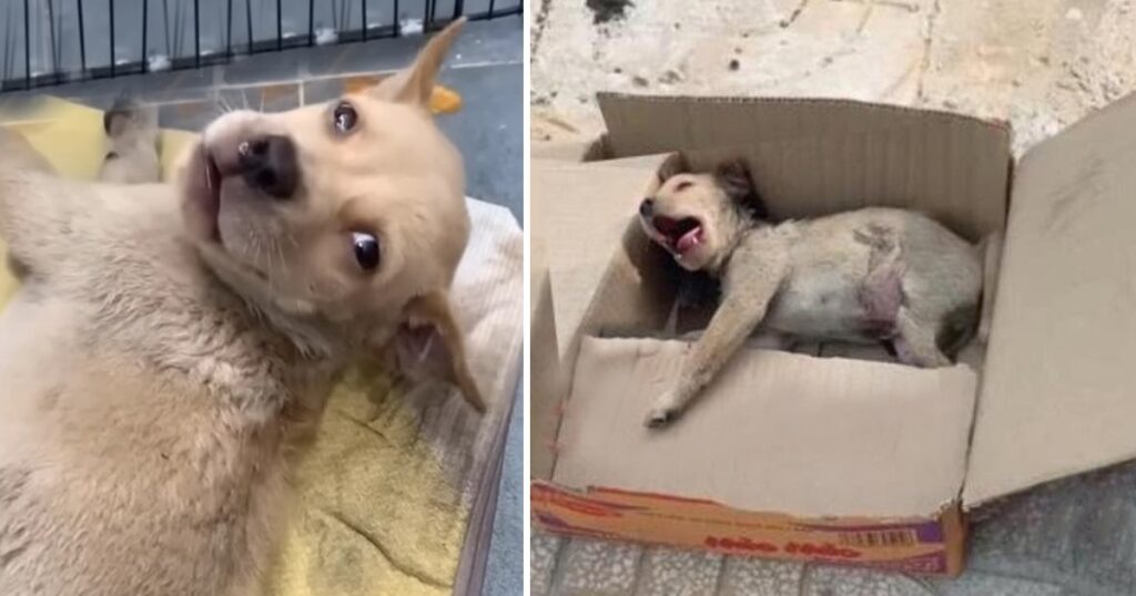 Poor Puppy Kept Crying In Agony, Unable To Stand Or Walk, Lied Hopelessly In A Box…